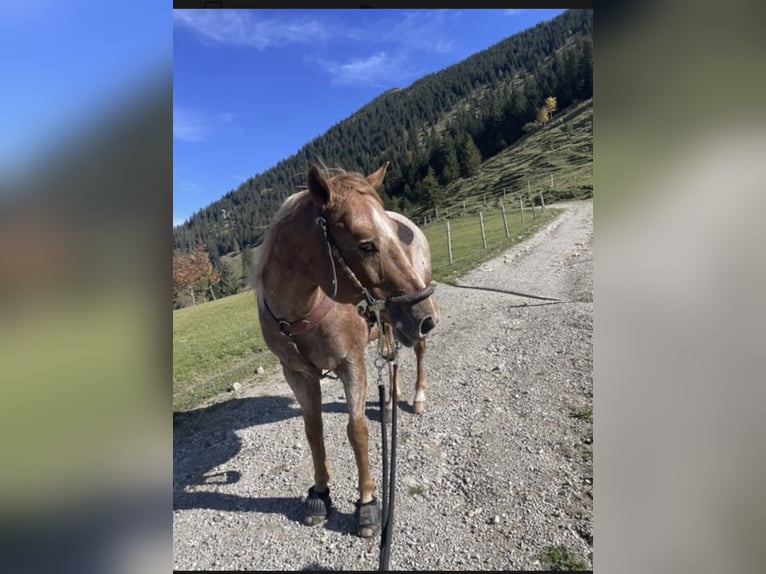 Appaloosa Ruin 10 Jaar  in Riedering