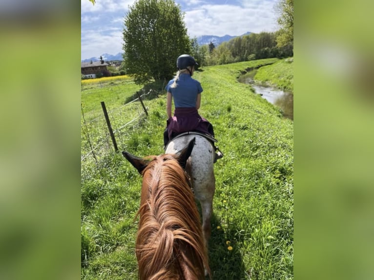 Appaloosa Ruin 10 Jaar  in Riedering