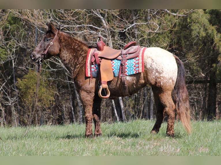 Appaloosa Ruin 11 Jaar 142 cm Donkere-vos in Sonora Ky