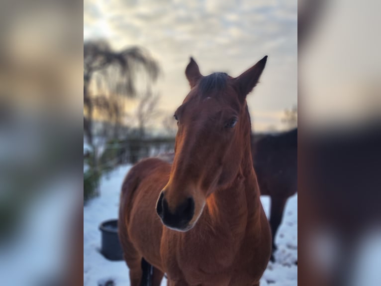 Appaloosa Ruin 11 Jaar 147 cm Bruin in Bad Pyrmont