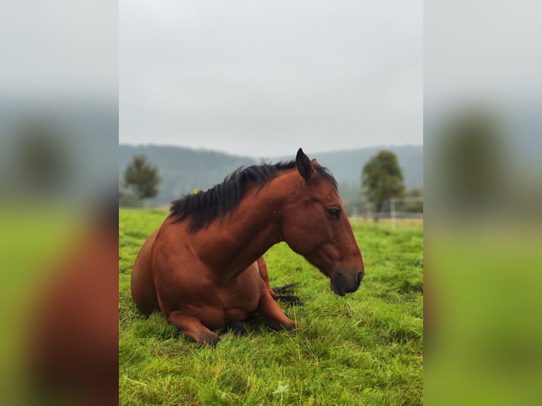 Appaloosa Ruin 11 Jaar 147 cm Bruin in Bad Pyrmont