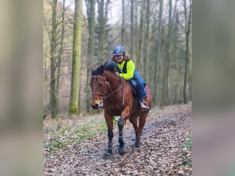 Appaloosa Ruin 11 Jaar 147 cm Bruin in Bad Pyrmont