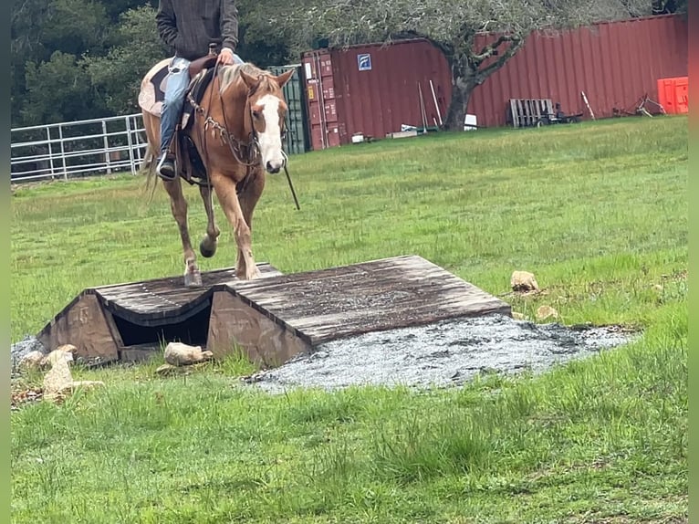 Appaloosa Ruin 11 Jaar 152 cm in Paicines CA