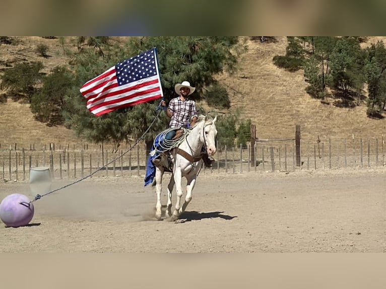 Appaloosa Ruin 11 Jaar 155 cm Wit in Tres Pinos