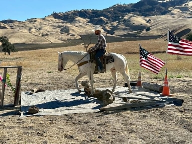 Appaloosa Ruin 11 Jaar 155 cm Wit in Tres Pinos