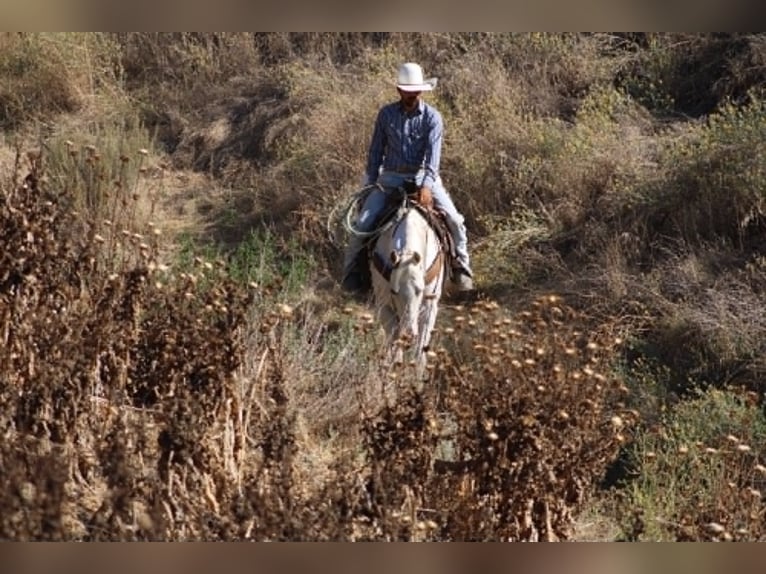 Appaloosa Ruin 11 Jaar 155 cm Wit in Tres Pinos
