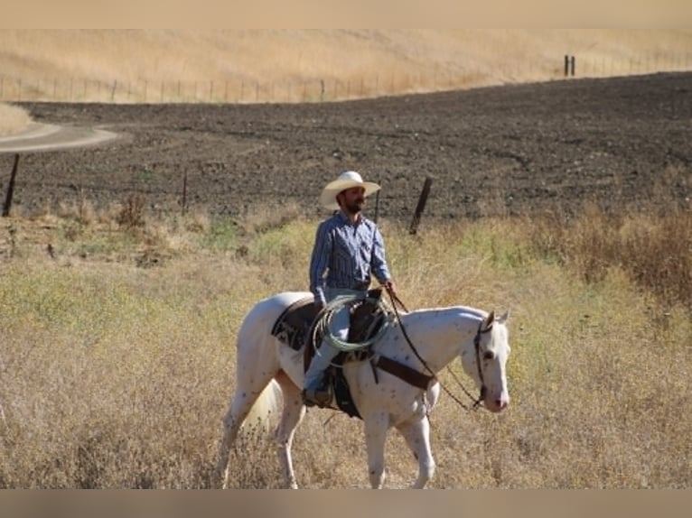 Appaloosa Ruin 11 Jaar 155 cm Wit in Tres Pinos