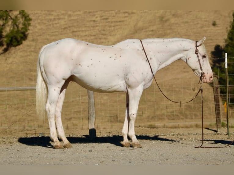Appaloosa Ruin 11 Jaar 155 cm Wit in Tres Pinos