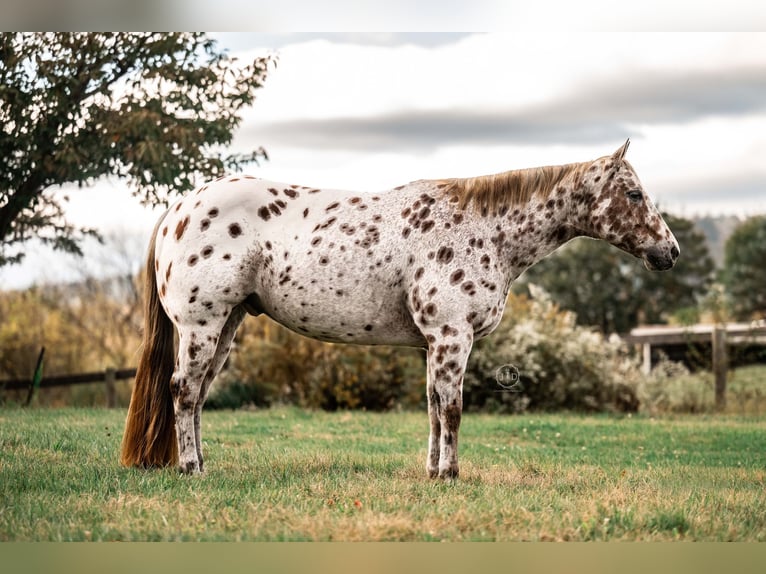 Appaloosa Ruin 11 Jaar 160 cm Donkere-vos in Grantville