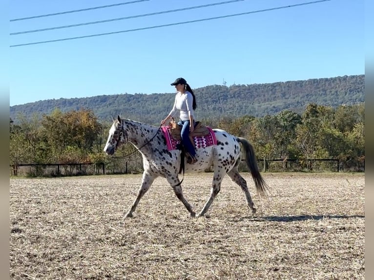 Appaloosa Ruin 11 Jaar 160 cm Donkere-vos in Grantville Appaloosa Ruin 11 Jaar 160 cm Donkere-vos in Grantville