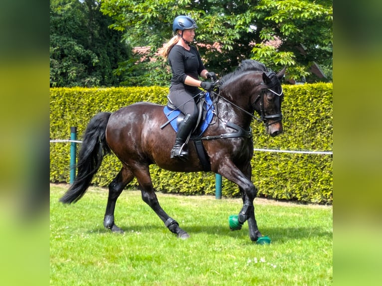 Appaloosa Ruin 11 Jaar 164 cm Zwartbruin in Moormerland