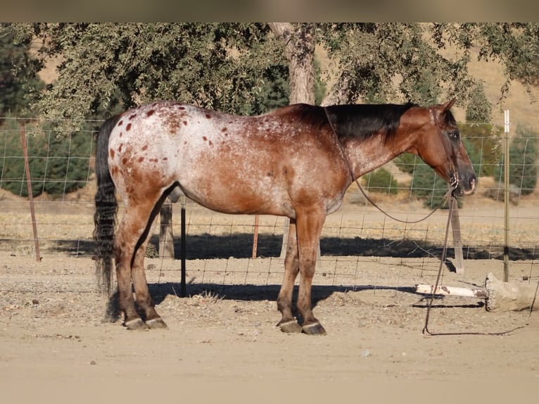 Appaloosa Ruin 11 Jaar Roodbruin in Tres Pinos