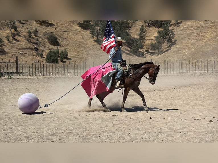 Appaloosa Ruin 11 Jaar Roodbruin in Tres Pinos