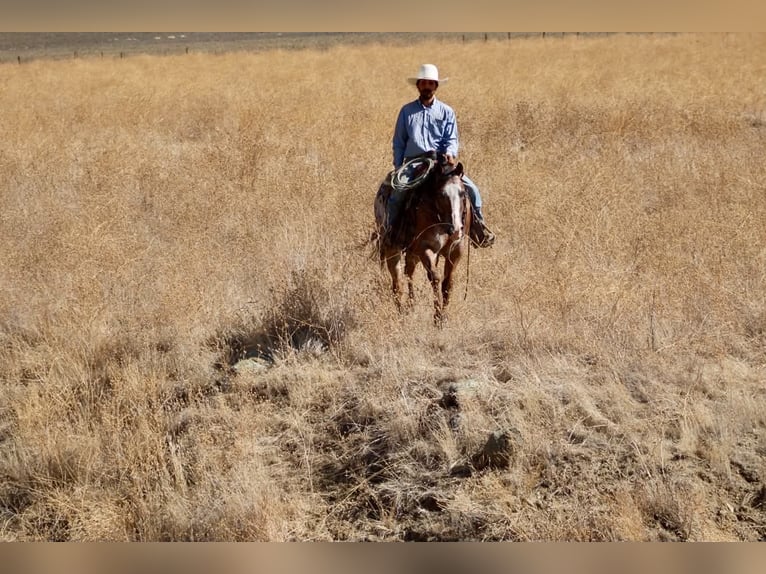 Appaloosa Ruin 11 Jaar Roodbruin in Tres Pinos