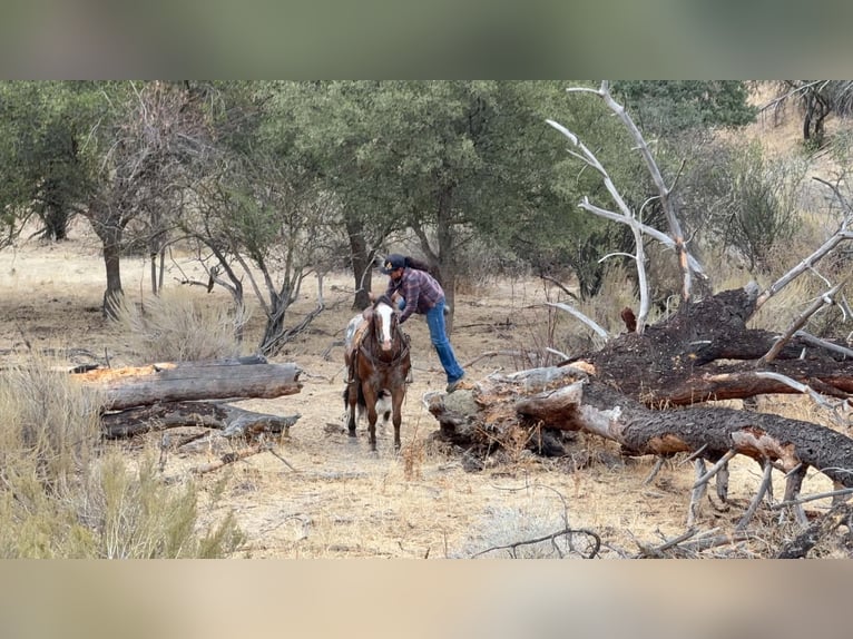 Appaloosa Ruin 11 Jaar Roodbruin in Tres Pinos
