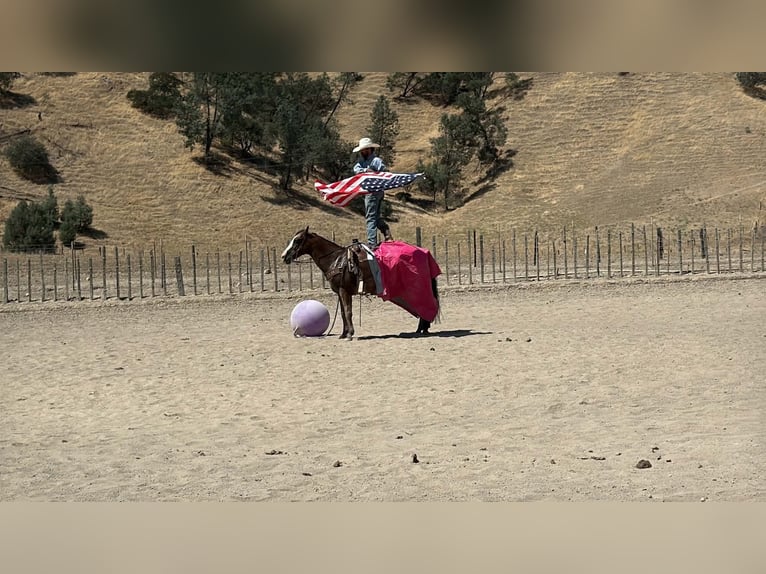 Appaloosa Ruin 11 Jaar Roodbruin in Tres Pinos