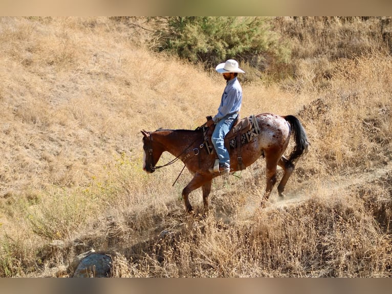 Appaloosa Ruin 11 Jaar Roodbruin in Tres Pinos