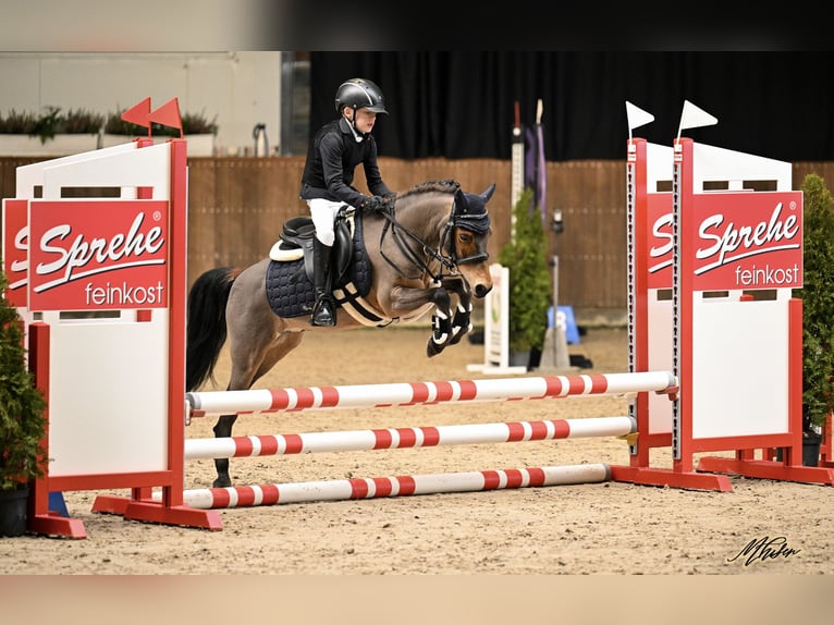 Appaloosa Mix Ruin 12 Jaar 121 cm Bruin in Voltlage