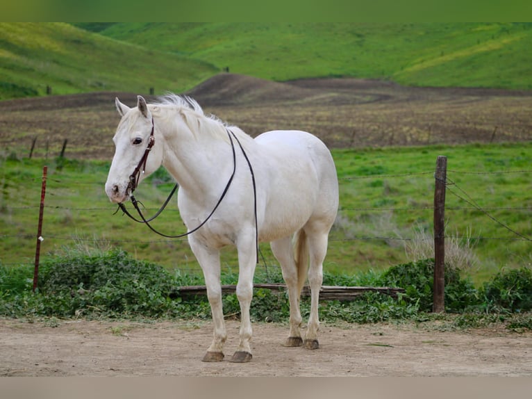 Appaloosa Ruin 12 Jaar 147 cm Schimmel in King City
