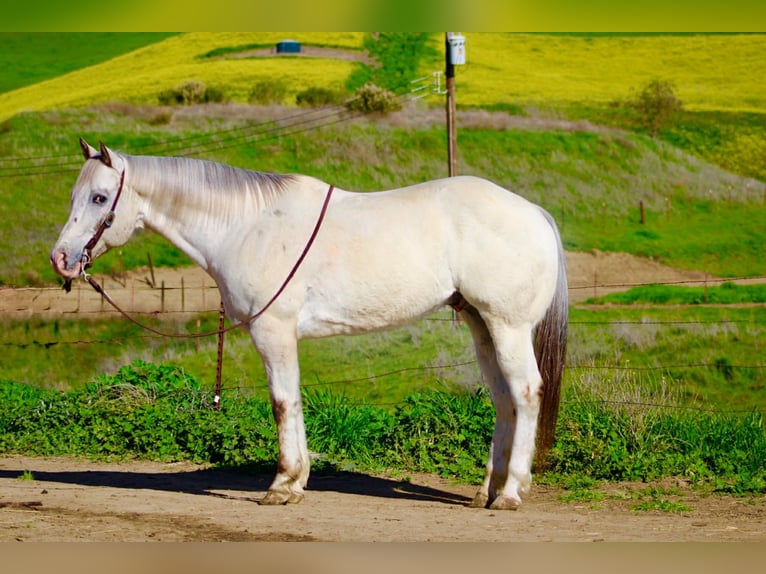 Appaloosa Ruin 12 Jaar 152 cm Roan-Red in Paicines CA