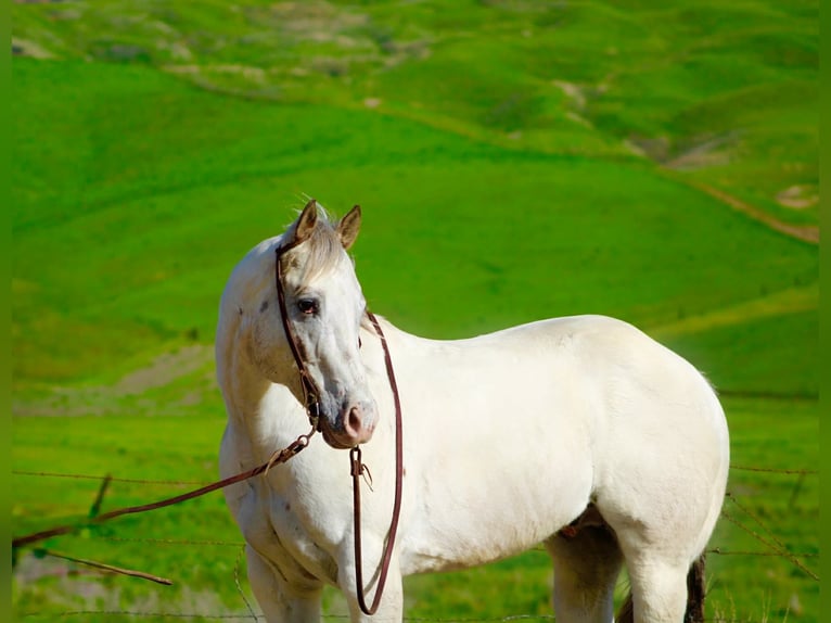 Appaloosa Ruin 12 Jaar 152 cm Roan-Red in Paicines CA