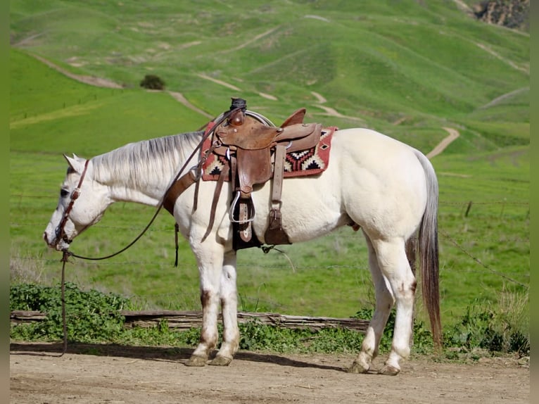 Appaloosa Ruin 12 Jaar 152 cm Roan-Red in Paicines CA