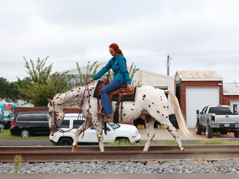 Appaloosa Ruin 12 Jaar 152 cm in Forney, TX
