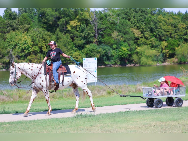 Appaloosa Ruin 12 Jaar 152 cm in Forney, TX