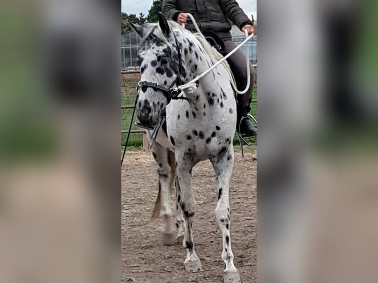 Appaloosa Ruin 12 Jaar 153 cm Appaloosa in Wien, Simmering
