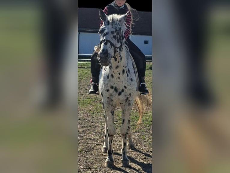 Appaloosa Ruin 12 Jaar 153 cm Appaloosa in Wien, Simmering