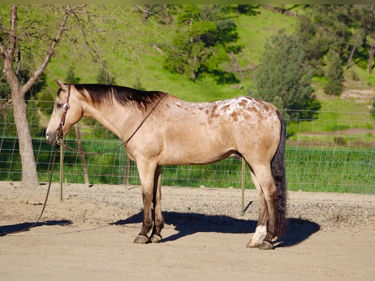 Appaloosa Ruin 12 Jaar 155 cm Buckskin in Tres Pinos