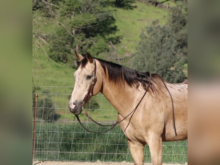 Appaloosa Ruin 12 Jaar 155 cm Buckskin in Tres Pinos