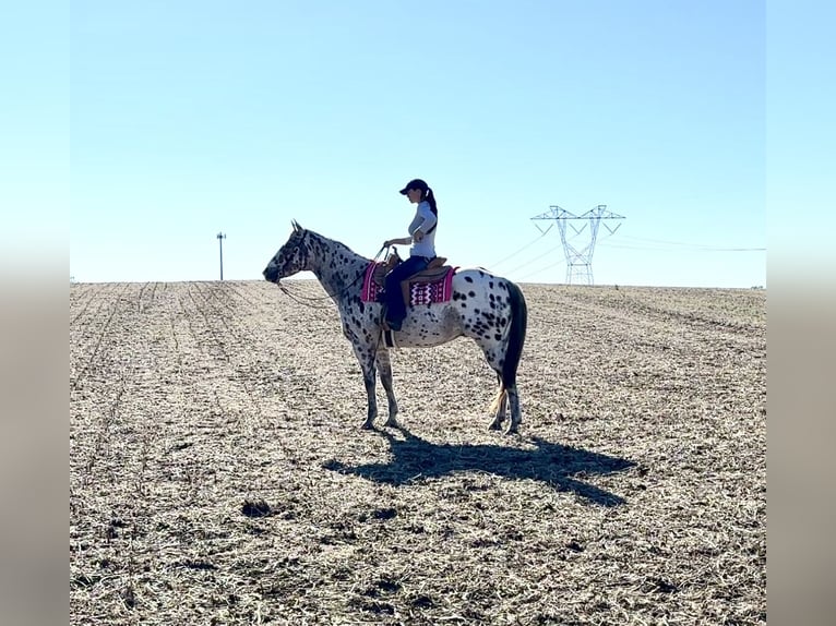 Appaloosa Ruin 12 Jaar 160 cm Donkere-vos in Grantville