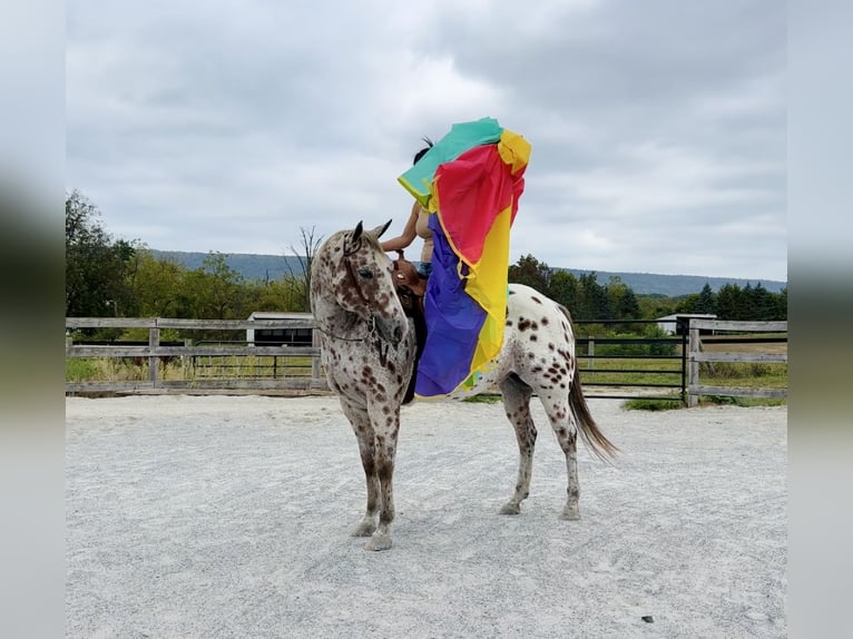 Appaloosa Ruin 12 Jaar 160 cm Donkere-vos in Grantville