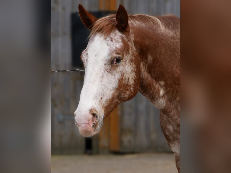 Appaloosa Ruin 12 Jaar 165 cm Roan-Red in Wörth am Main
