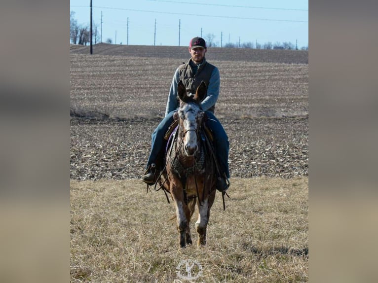 Appaloosa Ruin 12 Jaar Roodvos in Van Horn Iowa