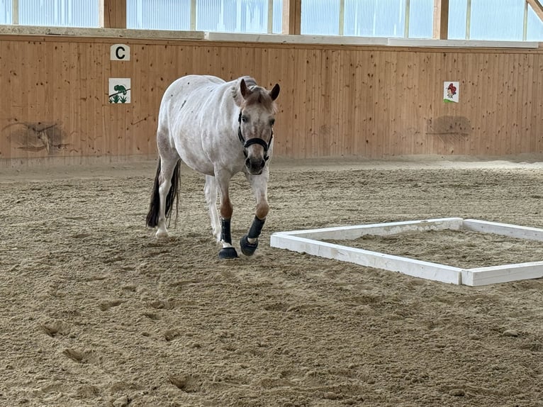 Appaloosa Mix Ruin 13 Jaar 130 cm Brown Falb schimmel in Ottendorf