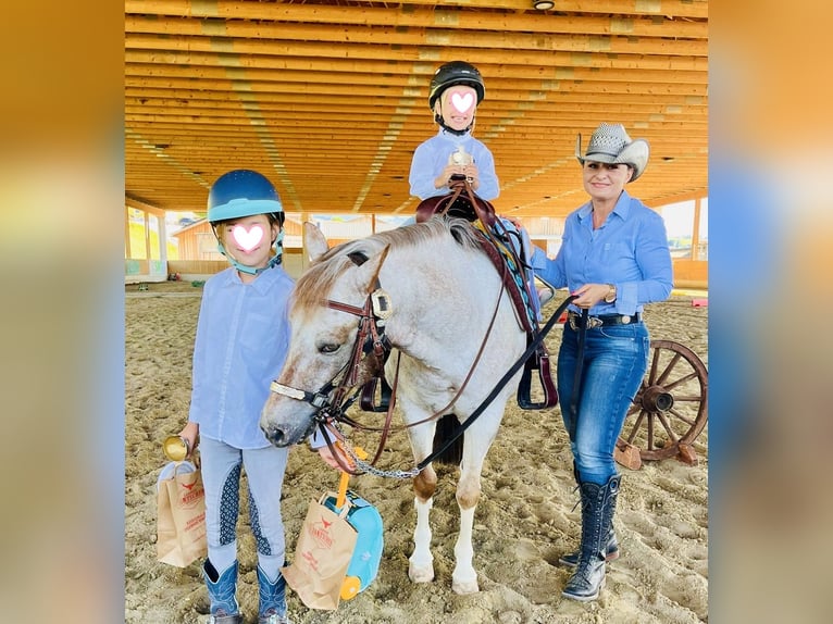 Appaloosa Mix Ruin 13 Jaar 130 cm Brown Falb schimmel in Ottendorf