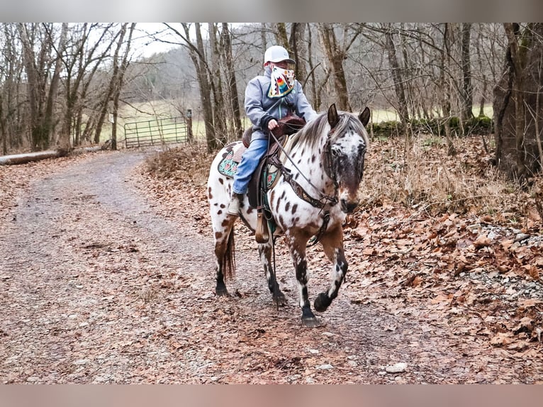 Appaloosa Ruin 13 Jaar 132 cm Roodbruin in Flemingsburg KY