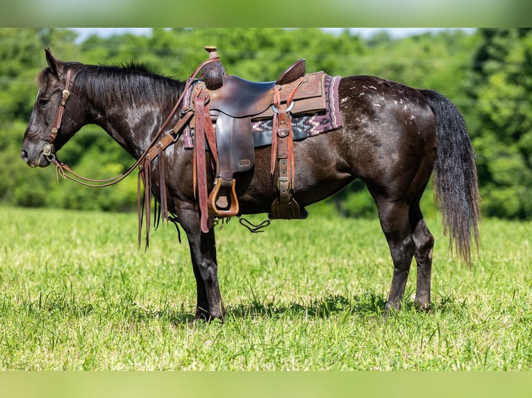 Appaloosa Ruin 13 Jaar 142 cm Zwart in Ewing KY