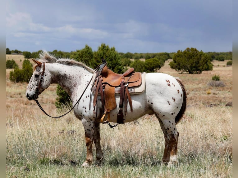 Appaloosa Ruin 13 Jaar 147 cm Roan-Red in Cottonwood AZ