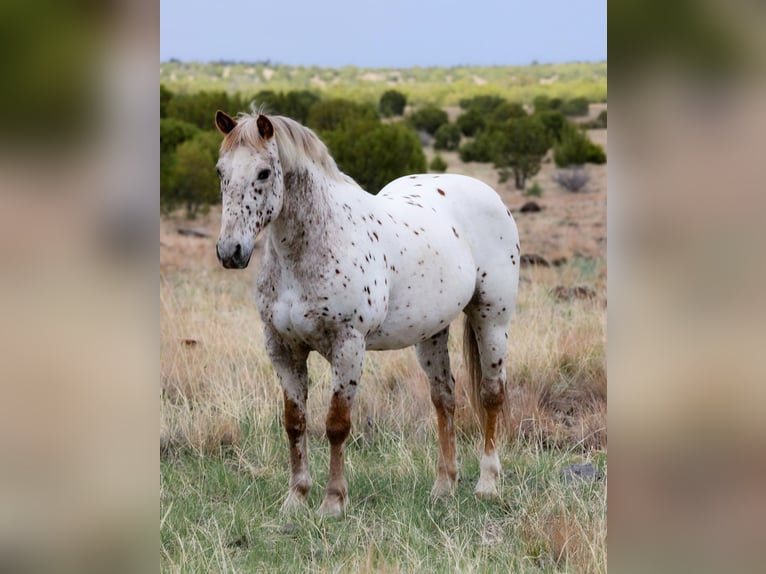 Appaloosa Ruin 13 Jaar 147 cm Roan-Red in Cottonwood AZ