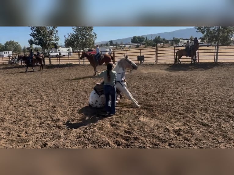 Appaloosa Ruin 13 Jaar 150 cm Buckskin in King City