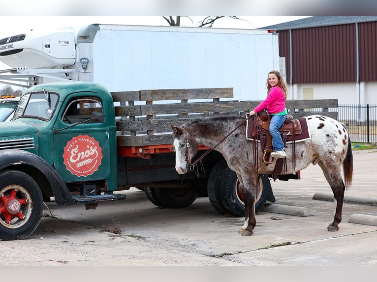 Appaloosa Ruin 13 Jaar 155 cm Donkere-vos in Forney