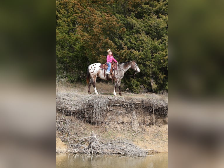 Appaloosa Ruin 13 Jaar 155 cm Donkere-vos in Forney