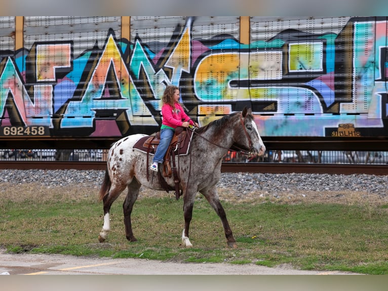 Appaloosa Ruin 13 Jaar 155 cm Donkere-vos in Forney