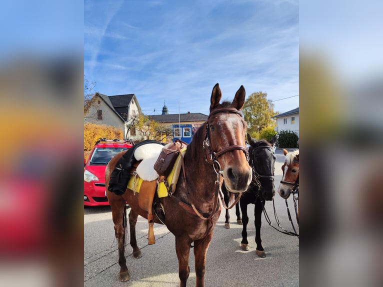 Appaloosa Ruin 13 Jaar 158 cm Bruin in Ober Sankt Thomas