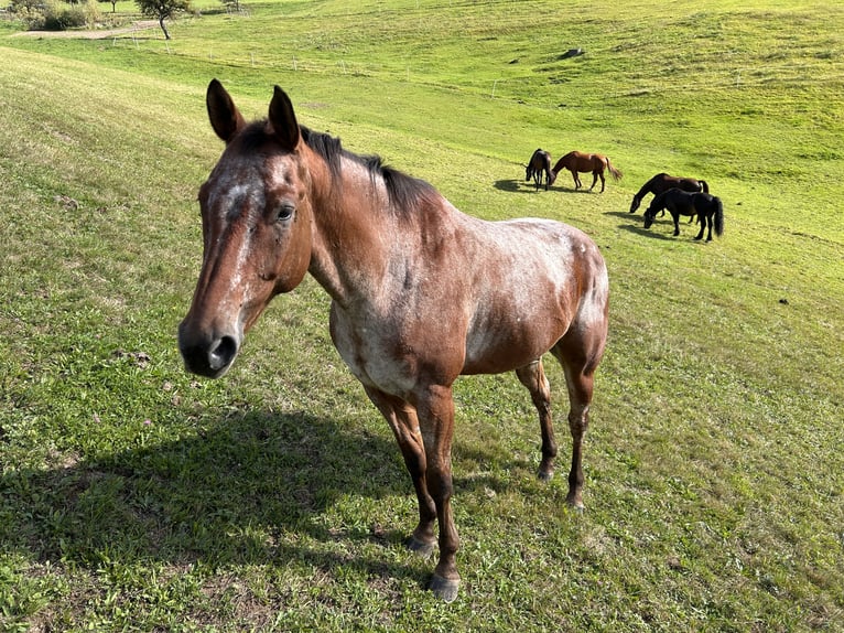 Appaloosa Ruin 13 Jaar 158 cm Bruin in Ober Sankt Thomas