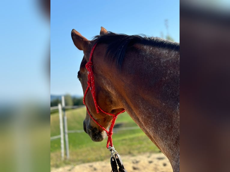 Appaloosa Ruin 13 Jaar 158 cm Bruin in Ober Sankt Thomas