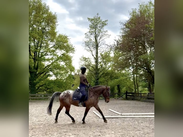 Appaloosa Mix Ruin 13 Jaar 160 cm Appaloosa in Kronberg im Taunus